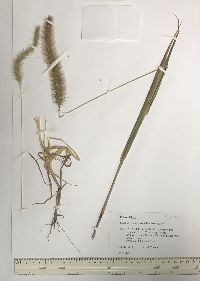 Setaria faberi image