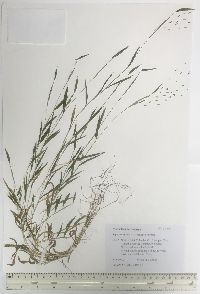 Microstegium vimineum image