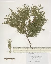 Thuja occidentalis image