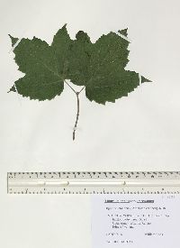 Viburnum trilobum image