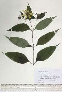 Helianthus decapetalus image