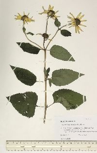 Helianthus decapetalus image