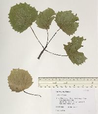 Populus grandidentata image