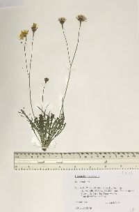 Leontodon autumnalis image