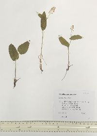 Maianthemum canadense image