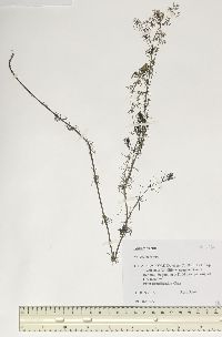 Galium cryptanthum image