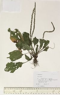 Plantago major image