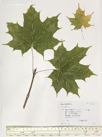 Acer platanoides image