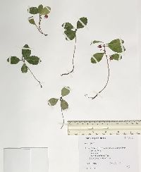 Gaultheria procumbens image