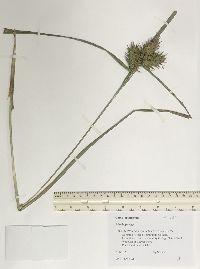 Carex lupuliformis image