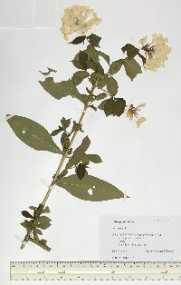 Phlox paniculata image