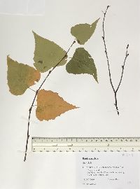 Betula populifolia image