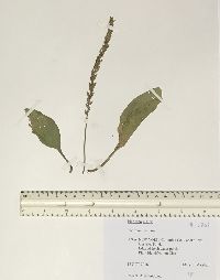 Plantago major image