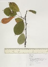 Prunus avium image