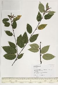 Betula alleghaniensis image