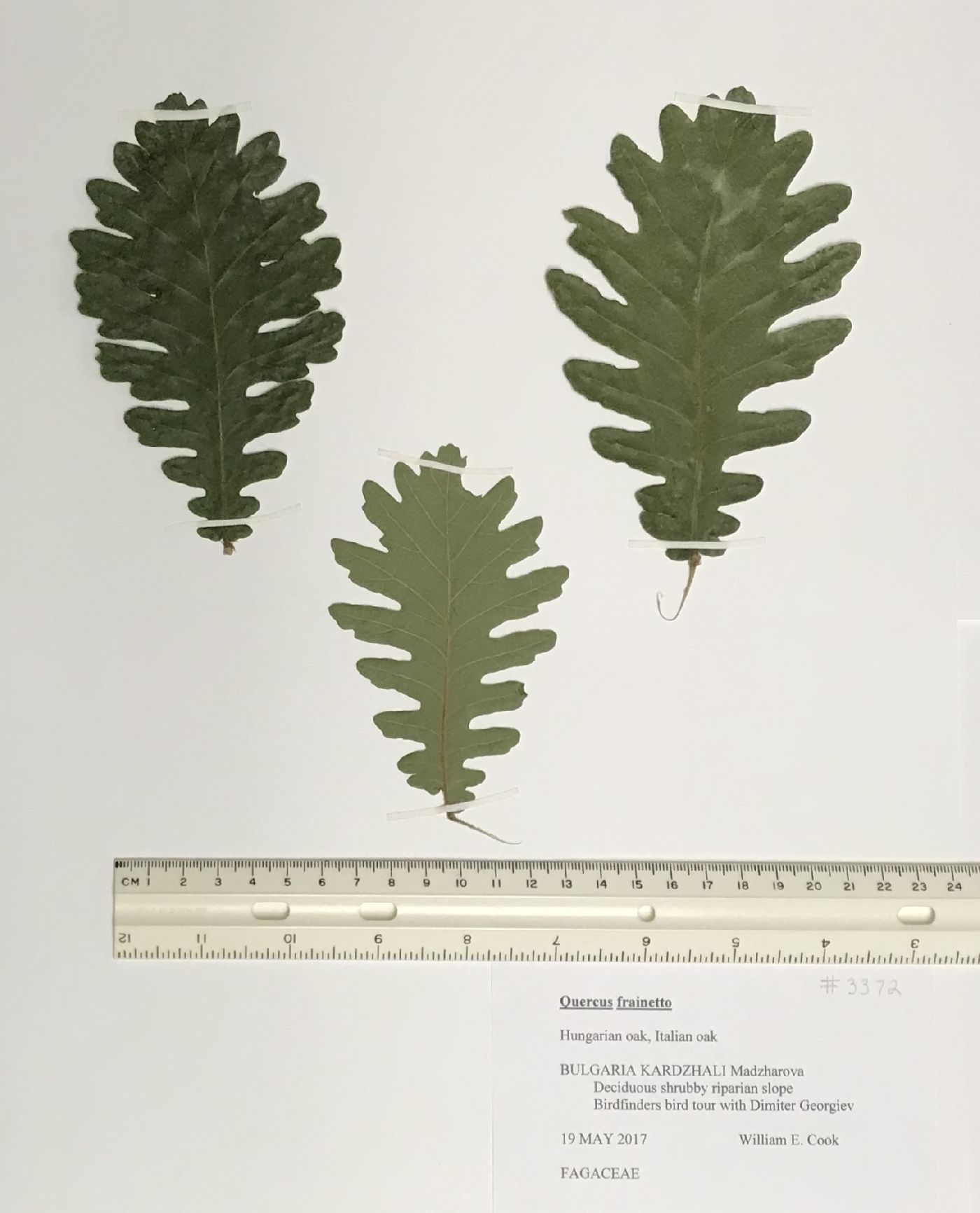 Quercus frainetto image