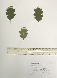 Quercus pubescens image