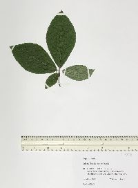 Fagus orientalis image