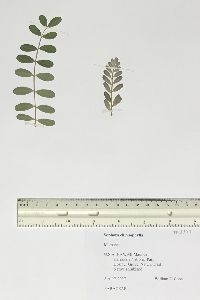 Sophora chrysophylla image