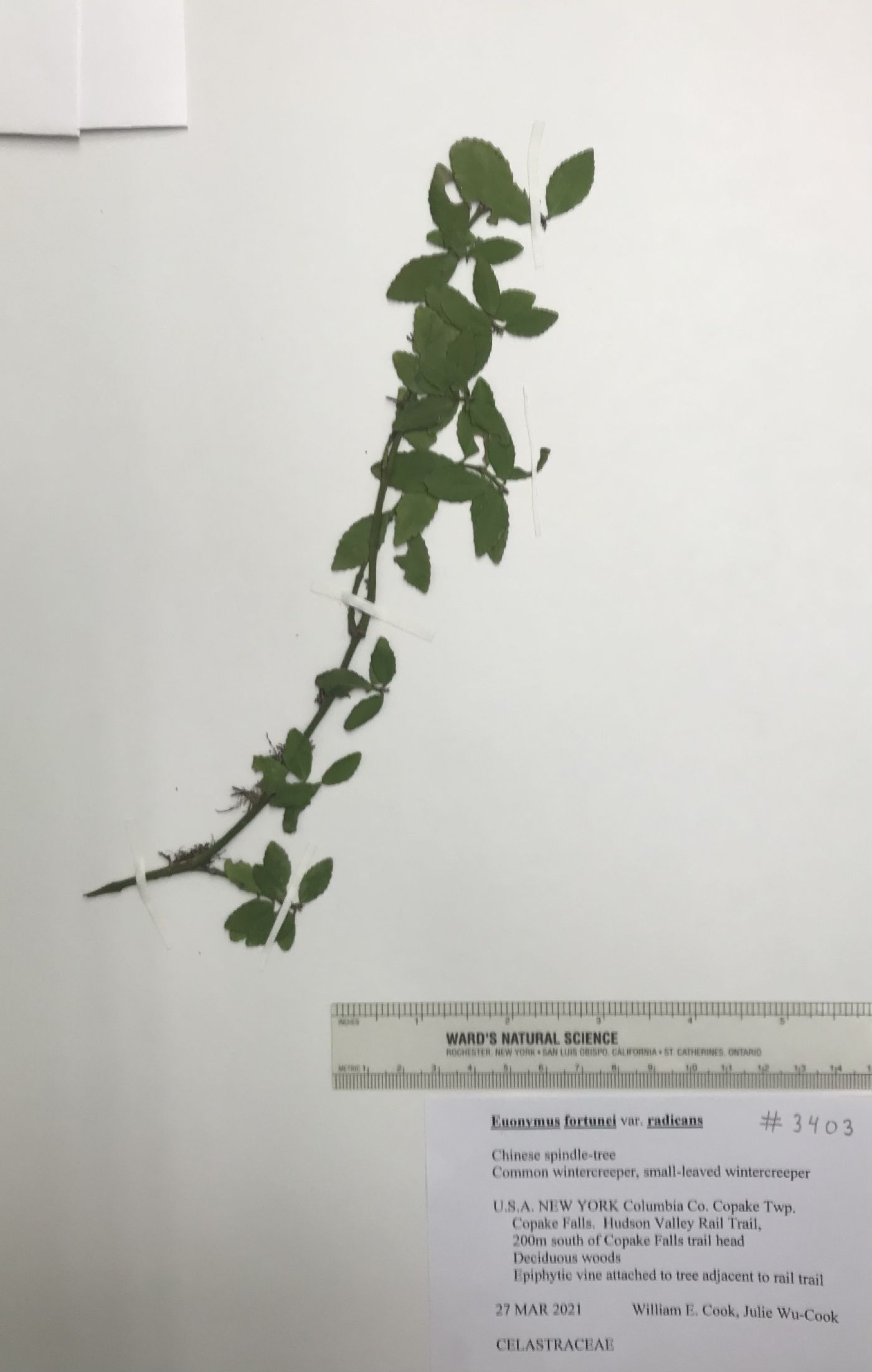 Euonymus fortunei var. radicans image