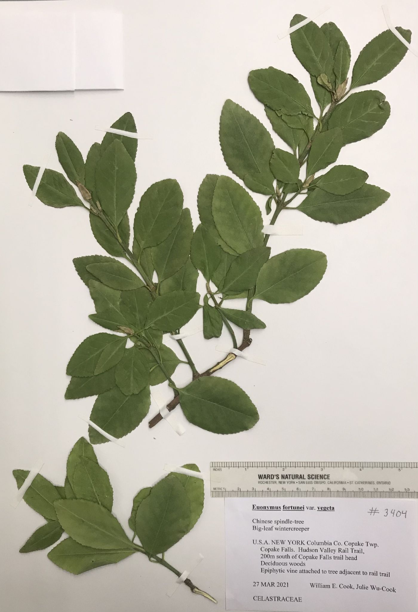 Euonymus fortunei var. vegetus image