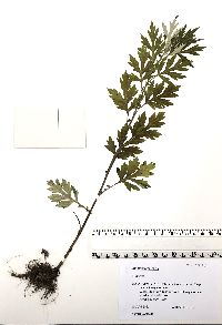 Artemisia vulgaris image