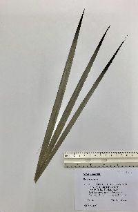 Sabal bermudana image