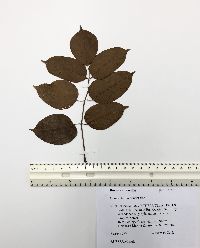 Bursera simaruba image