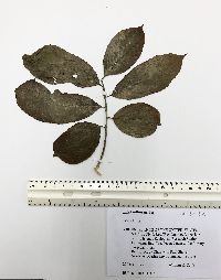 Phyllanthus acidus image