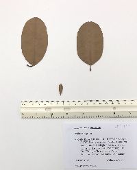 Laguncularia racemosa image