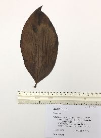 Morinda citrifolia image