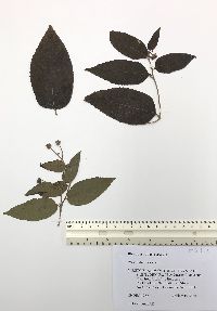 Rhamnus sphaerosperma image