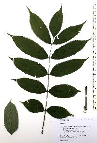 Fraxinus nigra image