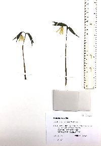 Uvularia sessilifolia image