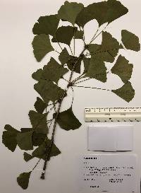 Ginkgo biloba image