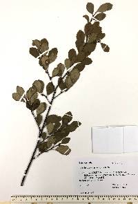 Betula pumila image