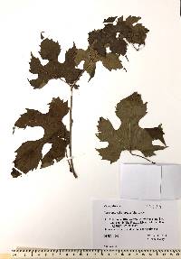 Vitis palmata image