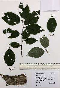 Betula alleghaniensis image