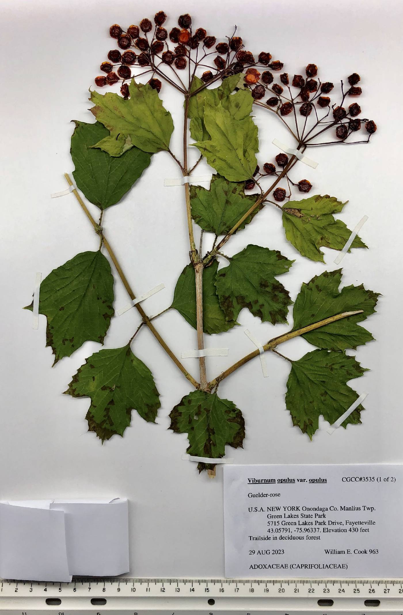 Viburnum opulus var. opulus image
