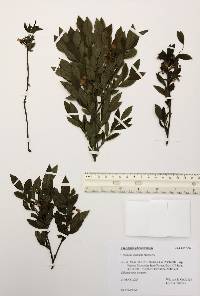 Vaccinium angustifolium image