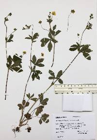 Potentilla simplex image