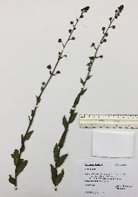 Verbascum blattaria image