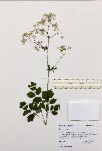 Thalictrum pubescens image