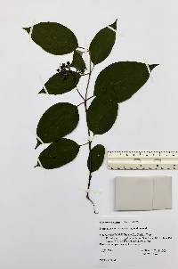 Cornus racemosa image