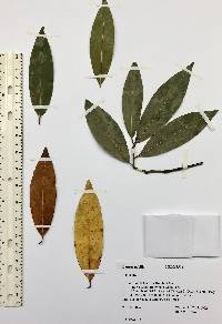 Laurus nobilis image