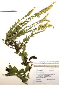 Solidago rugosa image