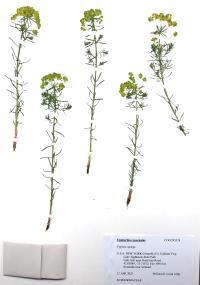 Euphorbia cyparissias image