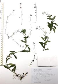 Myosotis scorpioides image