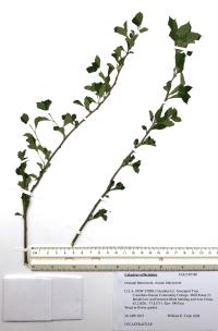 Celastrus orbiculatus image