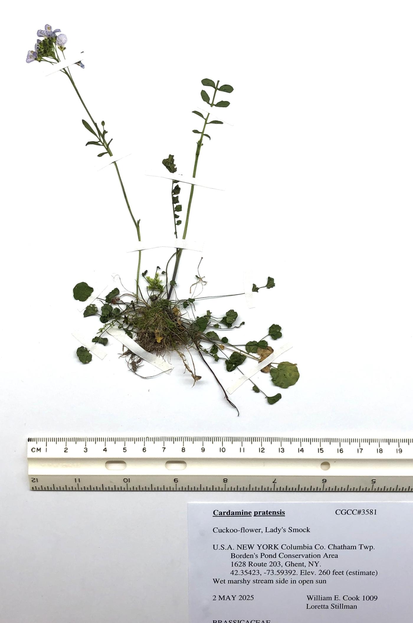 Cardamine pratensis image